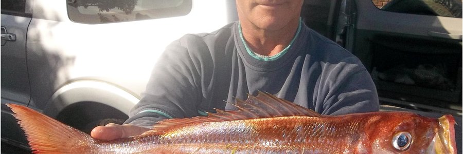 Dit kos ‘n bietjie soek, maar….. Steve Serbon hou een van vier baie mooi silwervisse vas wat hy Maandag naby die Birkenhead raakgeloop het.  