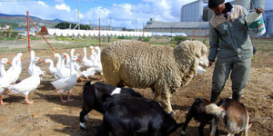 Farming in Bredasdorp