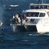 Southern Right Charters Whale Watching