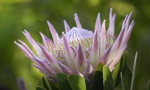 Upcoming Events in Caledon