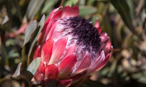 10 Quick Facts about Botrivier