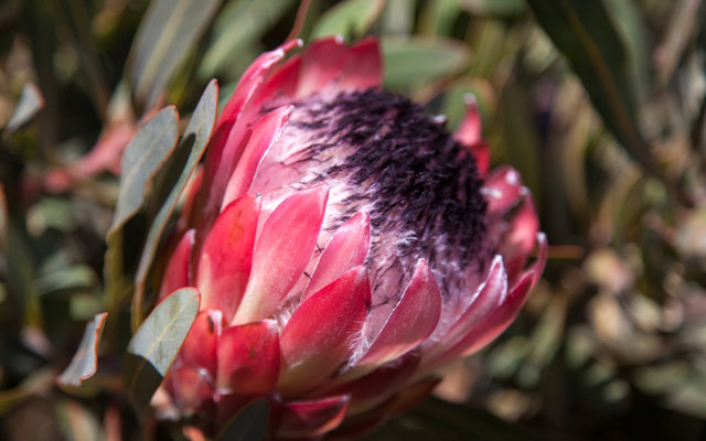 Biodiversity in Botrivier