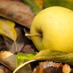 Apples produced in Grabouw/Elgin