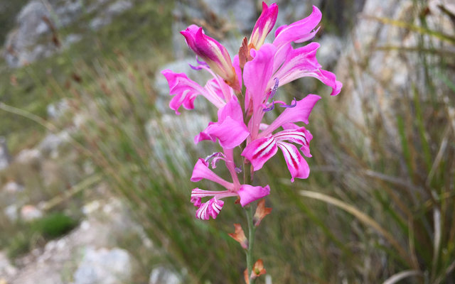 Grabouw Nature Reserves
