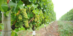 Wine Farms in Grabouw/Elgin