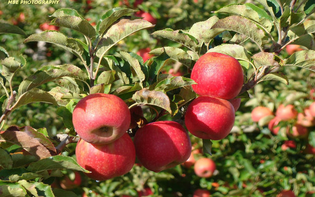 Apples Produced in Villiersdorp