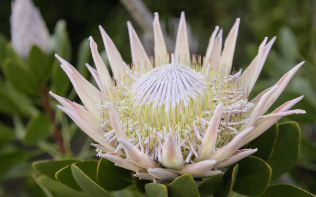 Caldeon Wild Flower Garden