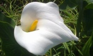 Kykies in die Koninkryk