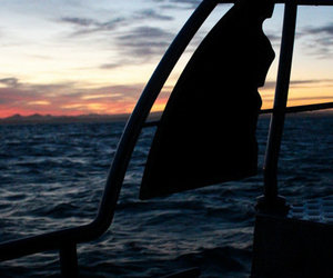 Shark Diving Gansbaai - 18 June 2016