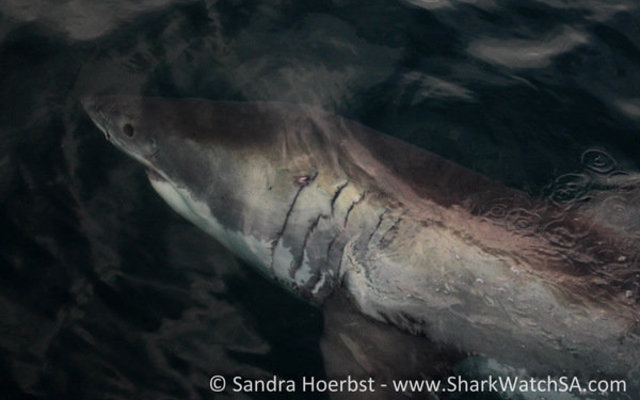 20160618_SF_Trip1_SHoerbst_IMG_020