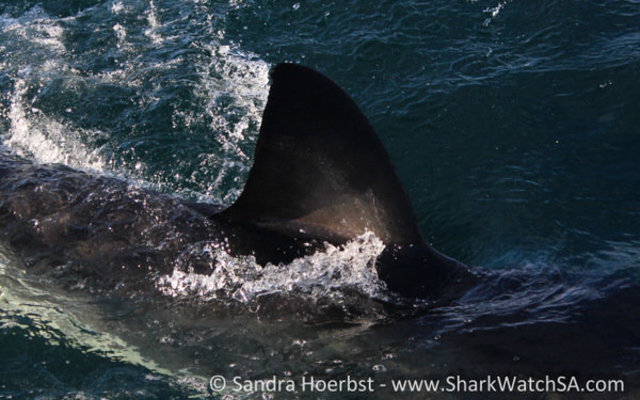 20160618_SF_Trip1_SHoerbst_IMG_075