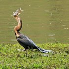 African Darter having lunch at Tides River Lodge