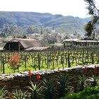 Barrydale Vineyard Barrydale Vineyard