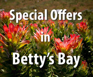 Special Offers in Betty's Bay
