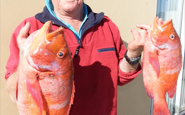 Henri Punt met sy twee Rooi Romans van 2.3kg en 1.2kg