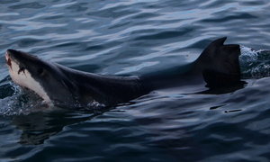 Shark Cage Diving Blog - 25 June 2016