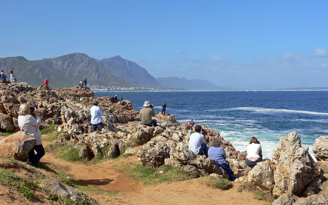 Whale Watching from the cliffs in Hermanus Whale Watching from the cliffs in Hermanus