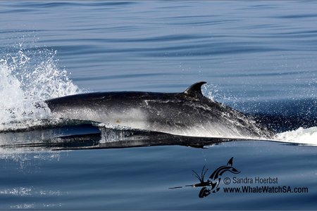 Die dwerg minkewalvis (Balaenoptera acutorostrata subsp) wat sy onverwagte opwagting hier gemaak het. Meredith Thornton van Dyer Island Conservation Trust sê sy is 70% seker die foto wat aan haar voorgelê is, is dié van ‘n dwerg minkewalvis. Dit is ‘n uitsonderlike verskynsel, aangesien die voorkoms van hierdie spesie nog nooit voorheen hier aangemeld is nie. Foto: Sandra Hoerbst.