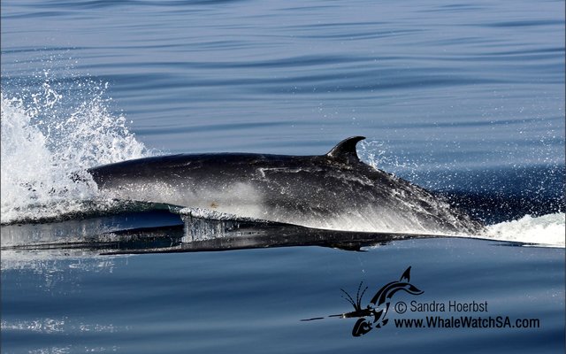 Die dwerg minkewalvis (Balaenoptera acutorostrata subsp) wat sy onverwagte opwagting hier gemaak het. Meredith Thornton van Dyer Island Conservation Trust sê sy is 70% seker die foto wat aan haar voorgelê is, is dié van ‘n dwerg minkewalvis. Dit is ‘n uitsonderlike verskynsel, aangesien die voorkoms van hierdie spesie nog nooit voorheen hier aangemeld is nie. Foto: Sandra Hoerbst.