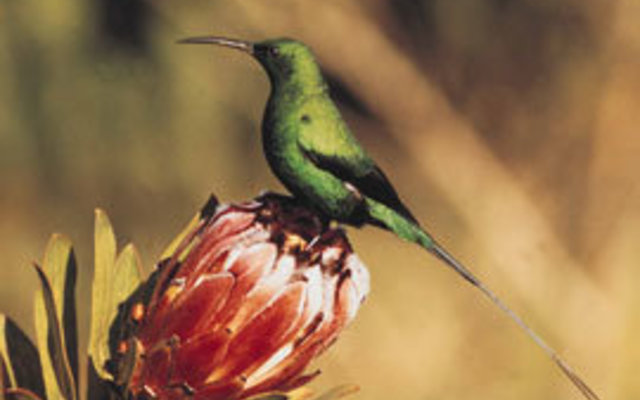 Harold Porter Botanical Gardens