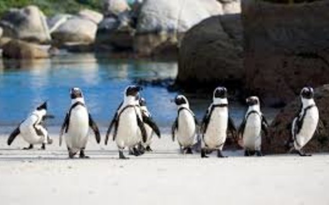 Stoney Point Penguin Colony