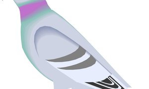 Gansbaai Posduifklub (25 June 2016)