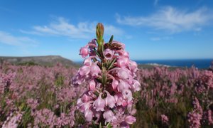 Erica irregularis