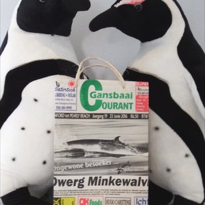  ‘n Gansbaai Courant inkopiesakkie pronk trots tussen mnr. en mev. Afrika Pikkewyn