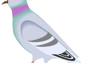 Duiwenuus (9 July 2016)