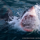 Experience Jawesomeness - Shark Cage Diving in Gansbaai