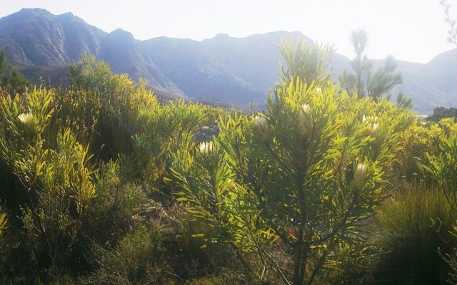 Protea in flower - Villiersdorp Protea in flower - Villiersdorp