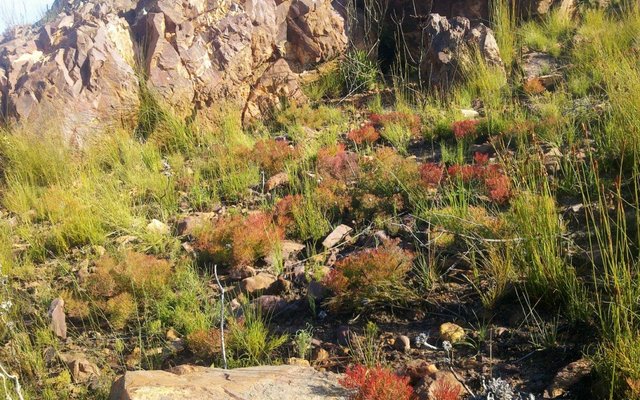 Fynbos Carpet - Villiersdorp Fynbos Carpet - Villiersdorp