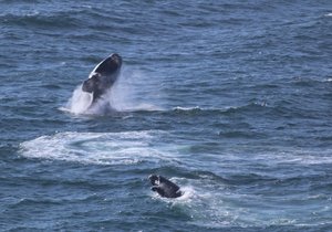 5 Reasons to visit Gansbaai in the Winter