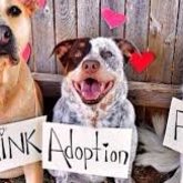 Motto: Don't shop, rather adopt. If you are looking for a pet, feel free to visit Stanford Animal Welfare Society we do have some looking for their forever homes. Loads of older kitty's that have been with us for quite some time are looking for homes, they might not be kittens but they still are adorable, lovely and looking for homes.