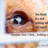 DO NOT SHOP.... ADOPT!!!