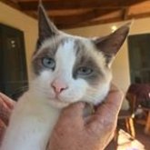 Jeremiah today, one of the owl box kittens. 