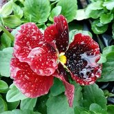 Pansies in stock at Walker Bay Nursery