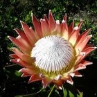 Our Beautiful Betty's Bay