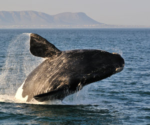 Hermanus Whale Festival 2015
