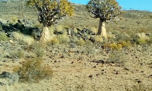 Al die bome sal weet