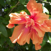 Colorful Garden @ Swellendam Country Lodge