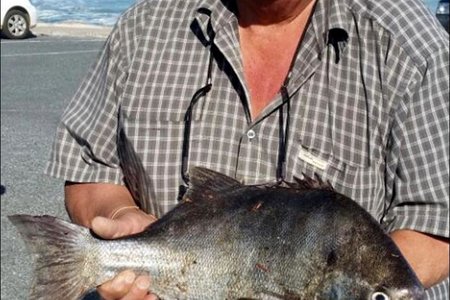  ‘n Galjoen van 4,1kg het Freddie Booysen van Franskraal verlede week behoorlik laat sweet toe hy die mooi vis vanaf die rotse gehaak het. Freddie het alleen gaan visvang, want dit is wat die afgetrede sakeman deesdae doen, toe hy voel hy het ‘n knewel aan die lyn. Hy het ‘n vriend gebel, wat nie kon kom help nie.  Ná  ‘n oproep na sy vrou, Truda was hulp oppad.  Sy moes egter eers die gaffel in die hande kry wat hoog in die motorhuis gepak was.  Met ‘n gesukkel oor die rotse het Truda uiteindelik by die vis uitgekom en hom sommer met haar hande gegryp – gaffel eenkant. Freddie is baie trots op hierdie pragtige vangs. Die feit dat hy baie onlangs ‘n knie-operasie ondergaan het en glad nie op die rotse hoort nie, is ongedaan gemaak met hierdie bielie van ‘n galjoen.