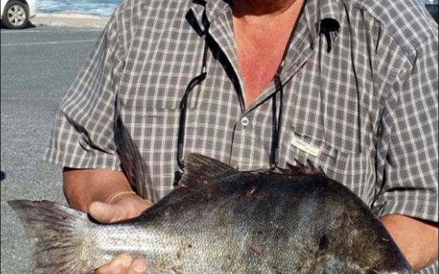  ‘n Galjoen van 4,1kg het Freddie Booysen van Franskraal verlede week behoorlik laat sweet toe hy die mooi vis vanaf die rotse gehaak het. Freddie het alleen gaan visvang, want dit is wat die afgetrede sakeman deesdae doen, toe hy voel hy het ‘n knewel aan die lyn. Hy het ‘n vriend gebel, wat nie kon kom help nie.  Ná  ‘n oproep na sy vrou, Truda was hulp oppad.  Sy moes egter eers die gaffel in die hande kry wat hoog in die motorhuis gepak was.  Met ‘n gesukkel oor die rotse het Truda uiteindelik by die vis uitgekom en hom sommer met haar hande gegryp – gaffel eenkant. Freddie is baie trots op hierdie pragtige vangs. Die feit dat hy baie onlangs ‘n knie-operasie ondergaan het en glad nie op die rotse hoort nie, is ongedaan gemaak met hierdie bielie van ‘n galjoen.