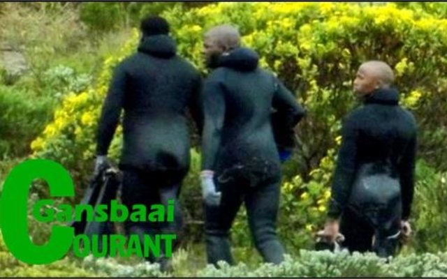 Konings van die duine, van die see en van die Overstrand se kosbare perlemoen hier vasgevang deur 'n leser, terwyl hulle sakke vol fynkos wegdra by Danger Point.