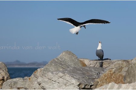 Gansbaai_Gadeslaan