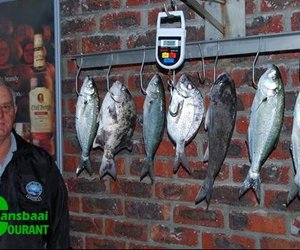 Pearly hengelaars heeltemal te slim vir visse