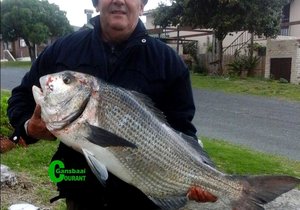 Kobus Prawn spog met 'n bielie