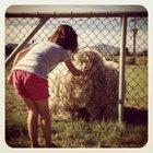 Petting Farm Animals