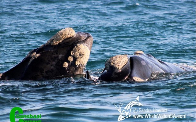 Southern Right Whales could be seen during the Deep Blue Outing