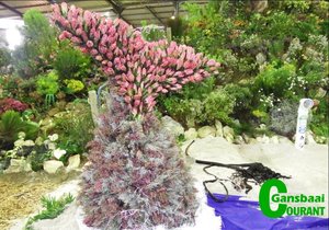 Verruklike Fynbosskou verras besoekers